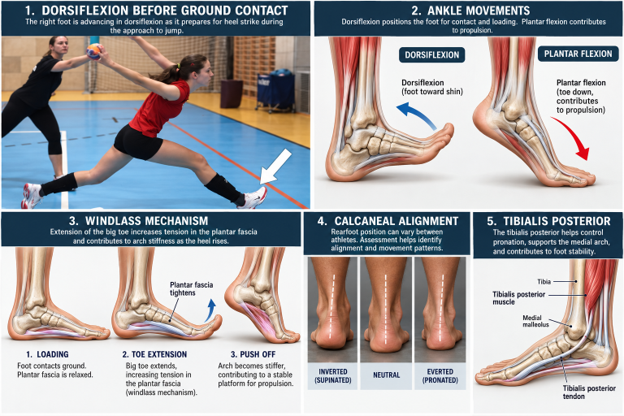 Athletes to Jump Higher, Understand How They Move